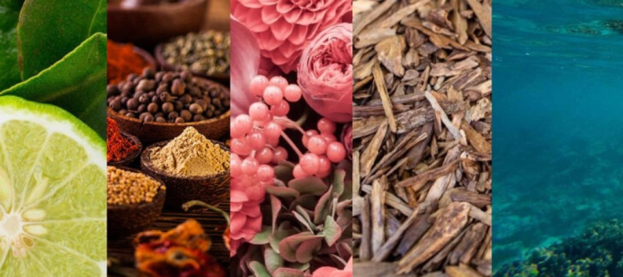 بر اساس رایحه